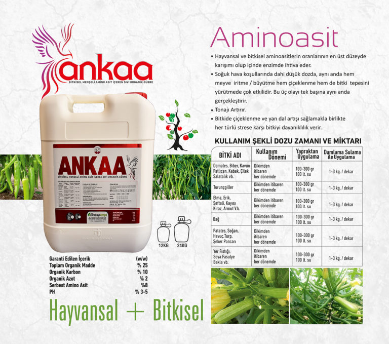ankaa